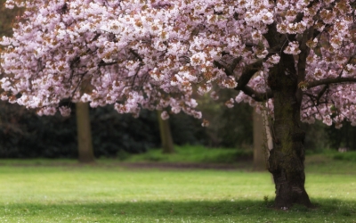 COME SCEGLIERE UN ALBERO PER UN PICCOLO GIARDINO