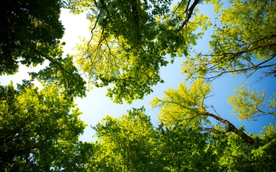 Siccità: quali danni ad alberi e grandi arbusti?