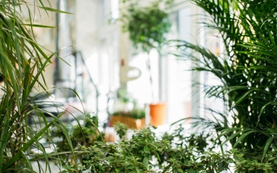 MIGLIORA IL TUO BENESSERE A CASA CON LA BIOFILIA