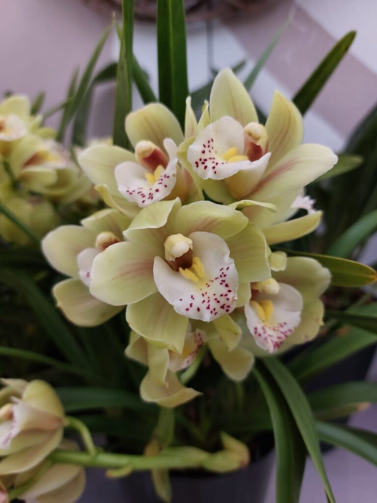 Zoom di fiori di orchidea Cymbidium