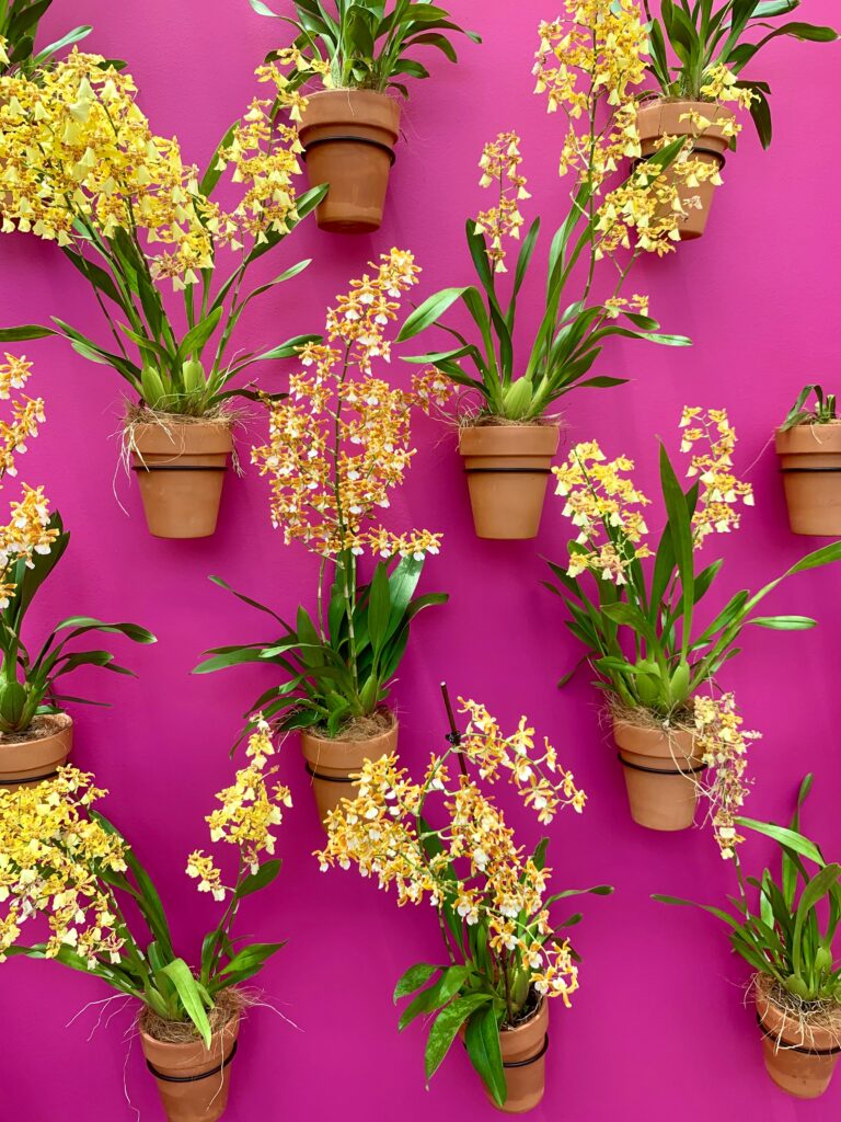 Vasi di terracotta appesi contro un muro rosa fuchsia con orchidee gialle.
