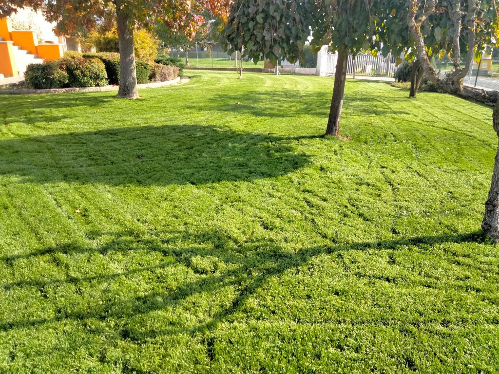 Immagine di giardino privato con tappeto erboso, alberi e aiuole