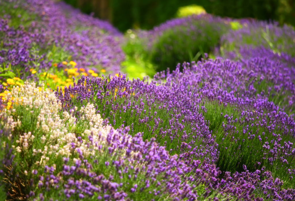 Fioritura viola e rosa piante di Salvia, Lavanda presso i Vivai Gardin Piante tra Padova e Venezia