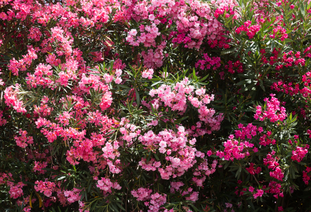 Fioritura rose chiaro e scuro di piante di oleandro presso i Vivai Gardin Piante tra Padova e Venezia