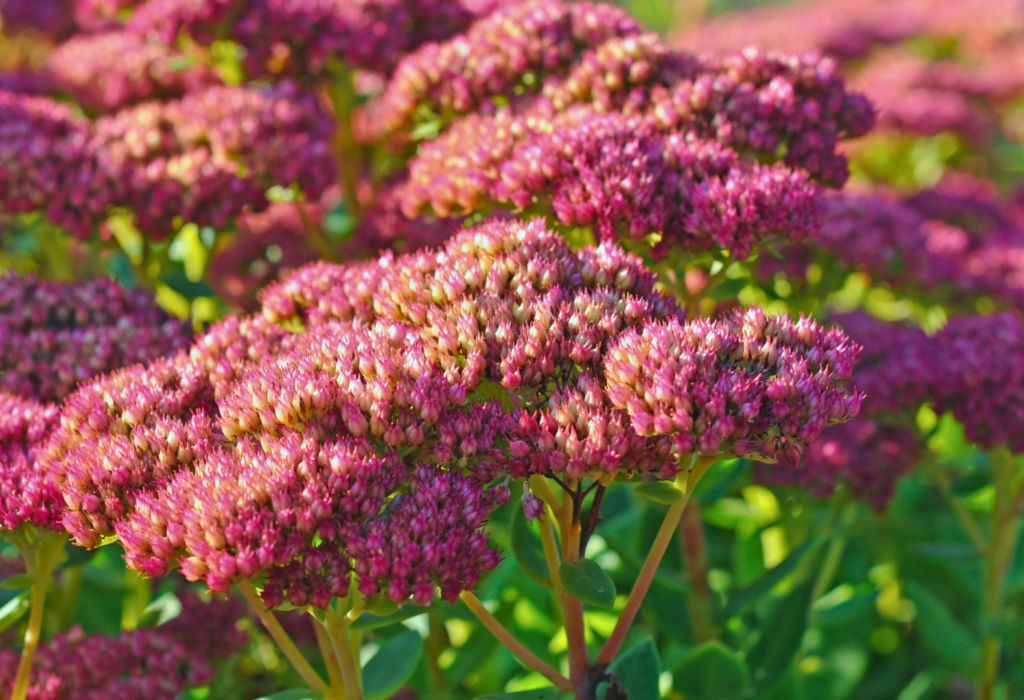 Fioritura rose chiaro e scuro di piante di Sedum presso i Vivai Gardin Piante tra Padova e Venezia