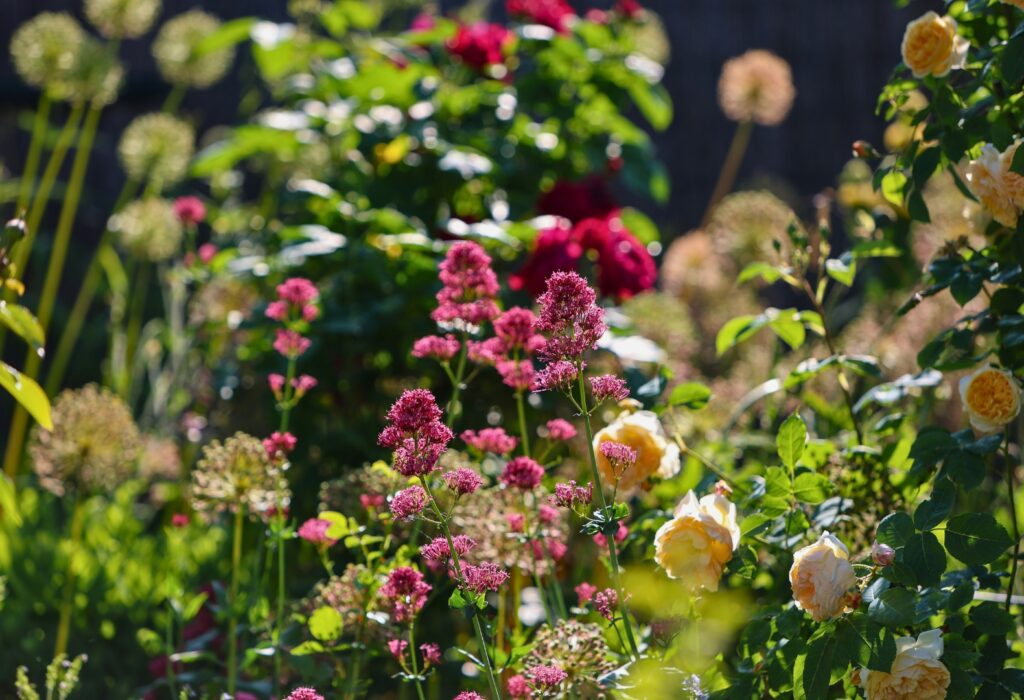 Fioritura rose in un giardino realizzato da Gardin Piante Servizi per il Verde in Veneto, tra Padova e Venezia