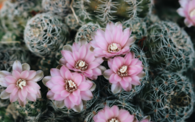 ANNAFFI TROPPO LE TUE PIANTE GRASSE?