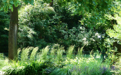 GIARDINO, TERRAZZO, TETTO VERDE: SOPRALLUOGO GRATUITO