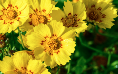 5 CONSIGLI PER PREPARARE IL TUO GIARDINO PER L’ESTATE