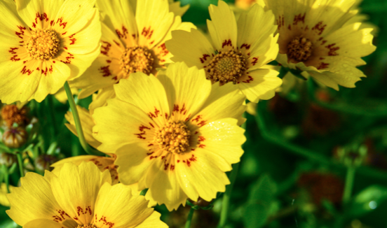 5 CONSIGLI PER PREPARARE IL TUO GIARDINO PER L’ESTATE