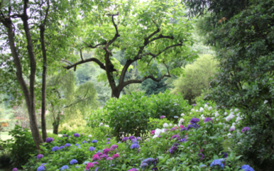 COME CREARE IL GIARDINO IDEALE IN 5 PASSI