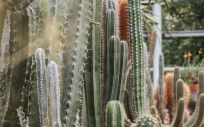 COME TRASFORMARE IL TUO SPAZIO CON PIANTE GRASSE E CACTUS