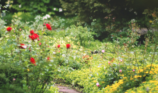 Giardino lussureggiante con piante dal fogliame verde e argento e tulipani rossi