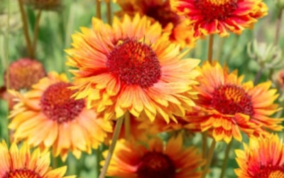 PIANTE E FIORI BELLISSIMI PER FINE ESTATE