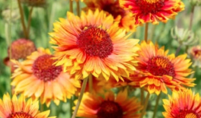 PIANTE E FIORI BELLISSIMI PER FINE ESTATE