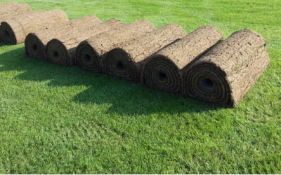 NUOVO PRATO A ROTOLI? COME CURARLO AL MEGLIO