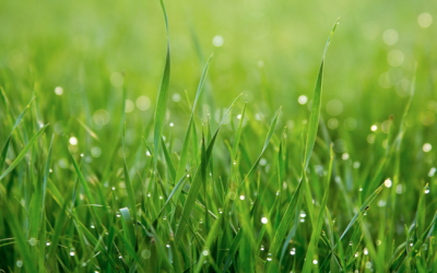 COME RIGENERARE IL PRATO DOPO L’ESTATE