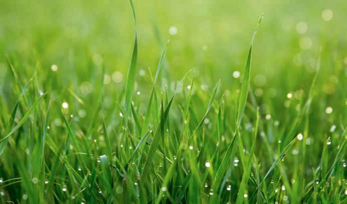 COME RIGENERARE IL PRATO DOPO L’ESTATE