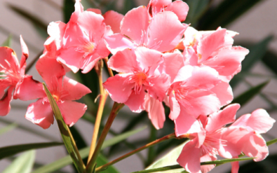 SCOPRI L’OLEANDRO: IL FIORE PIÚ BELLO DELL’ESTATE