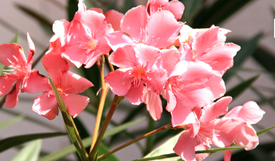 SCOPRI L’OLEANDRO: IL FIORE PIÚ BELLO DELL’ESTATE