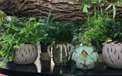 PIANTE DA APPARTAMENTO PER AMBIENTI CON POCA LUCE