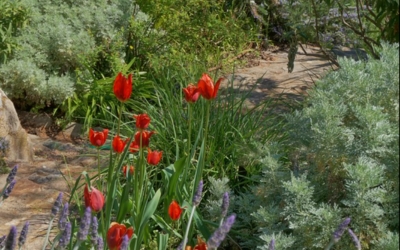 Giardino con fiori rossi e piante dal fogliame color argento e verde con percorso in terra