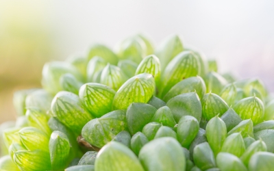 LE  PIANTE GRASSE PIÚ STRANE DEL MONDO