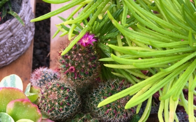 Quattro piante grasse, una con foglie verde chiaro, un cactus con fiori rosa, una pianta con foglie variegate e una verde scuro.
