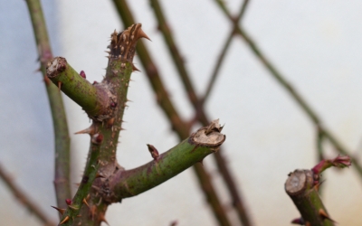 COME FARE LA POTATURA INVERNALE DELLE ROSE