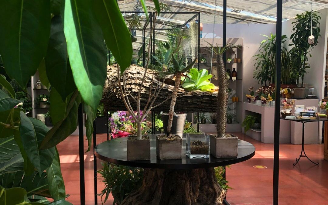 LE PIANTE DEL BENESSERE TRASFORMANO LA TUA CASA