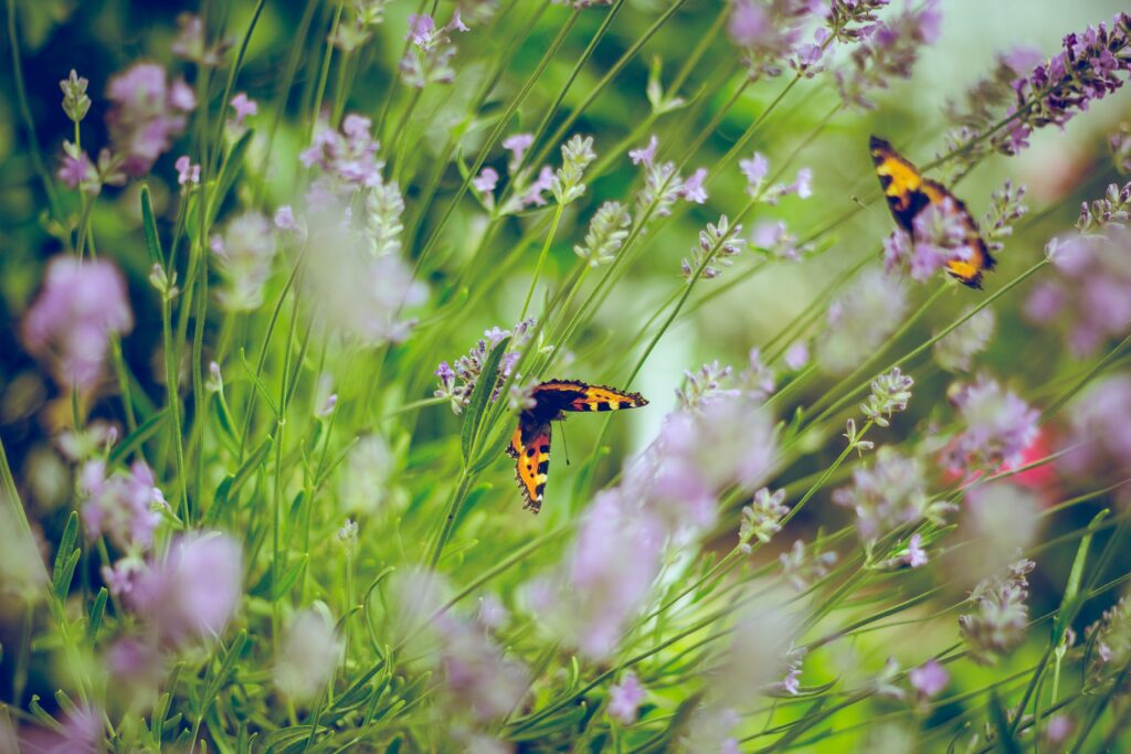 Due farfalle succhiano nettare tra fiori di lavanda
