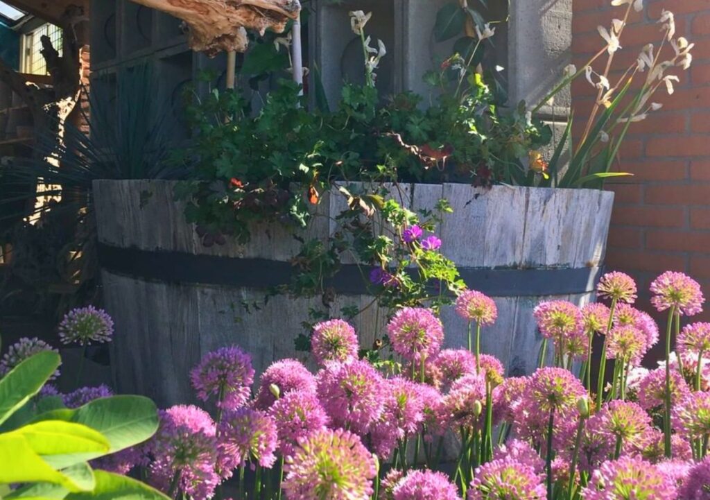 Angolo del vivaio e garden center Gardin Piante tra Padova, Venezia e Treviso con grande tino con rampicanti e molti fiori di Allium rosa.