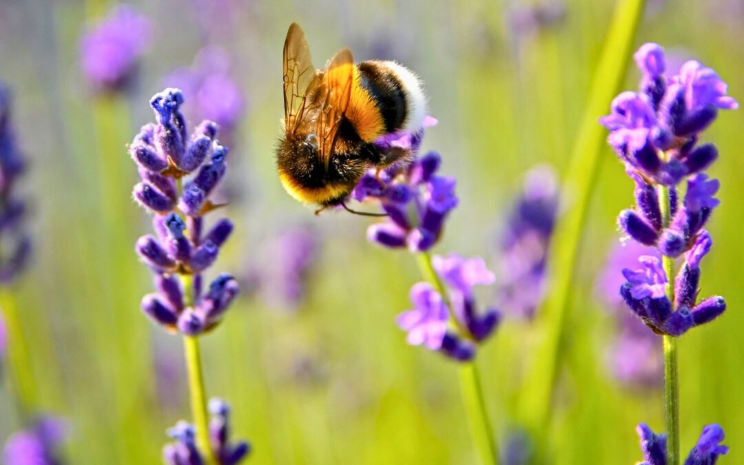GIORNATA DELLE API: TU PUOI FARE TANTO!