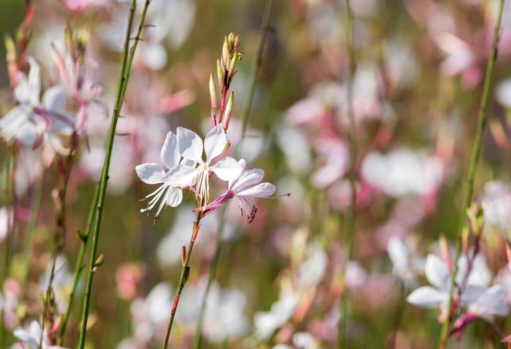 Fiori di Gaura lindheimeri bianchi. con sfumature rose presso il Vivaio Gardin Piante tra Padova e Venezia