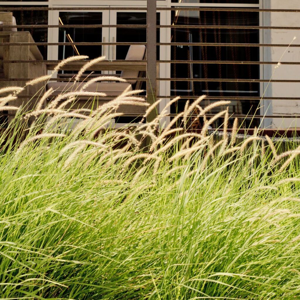 Spighe dorate di Pennisetum presso il Vivaio Gardin Piante tra Padova e Venezia