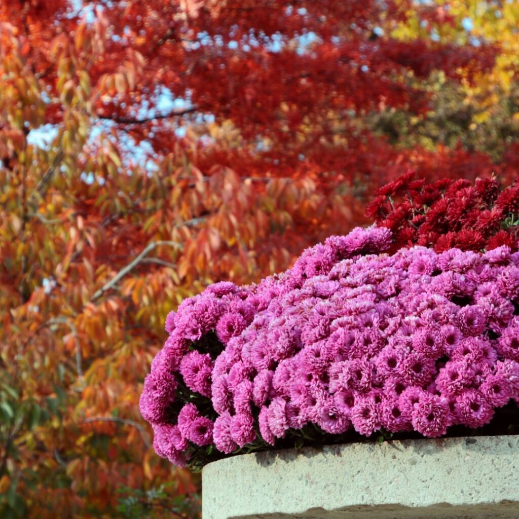 Angolo di giardino da sogno in Autunno tra Padova e Treviso con alberi con foglie rosso fuoco di fondo, e fiori color fuchsia.