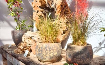 FESTIVAL D’AUTUNNO, TANTI CORSI IN VIVAIO