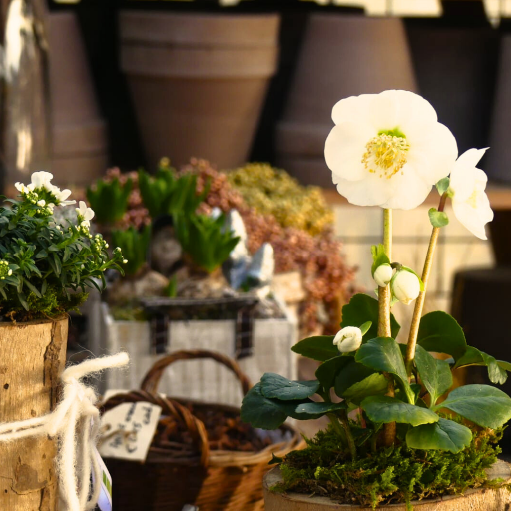 Pianta di elleboro o rosa di Natale bianca in vaso ricavato da tronco di legno scavato, con fondo di decorazioni per le feste presso il Vivaio Gardin Piante tra Padova e Treviso