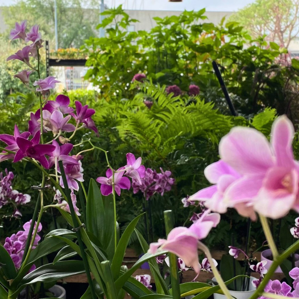 Piante di orchidee Phalaenopsis dai toni rosati nel Vivaio Gardin Piante tra Padova e Venezia
