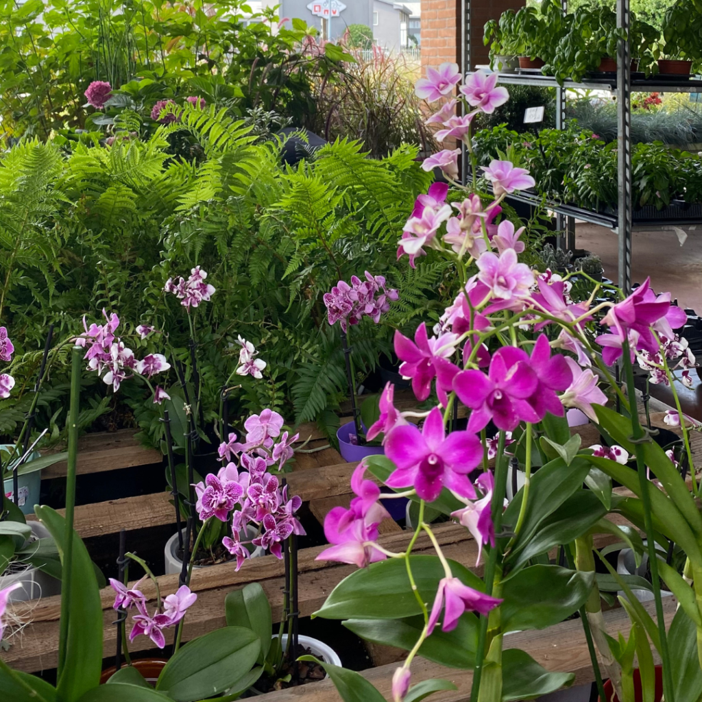 Piante di orchidee Phalaenopsis dai toni rosati nel Vivaio Gardin Piante tra Padova e Venezia