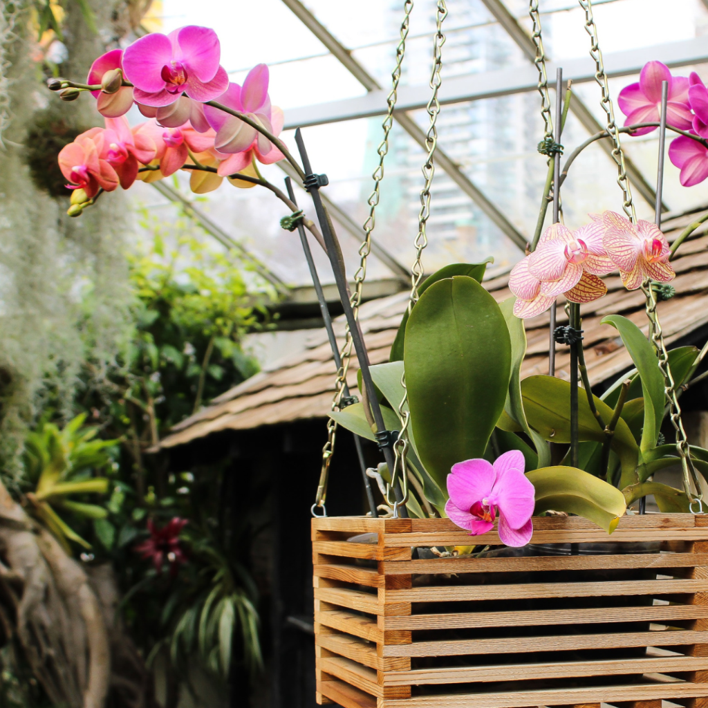 Piante di orchidee Phalaenopsis dai toni rosati nel Vivaio Gardin Piante tra Padova e Venezia