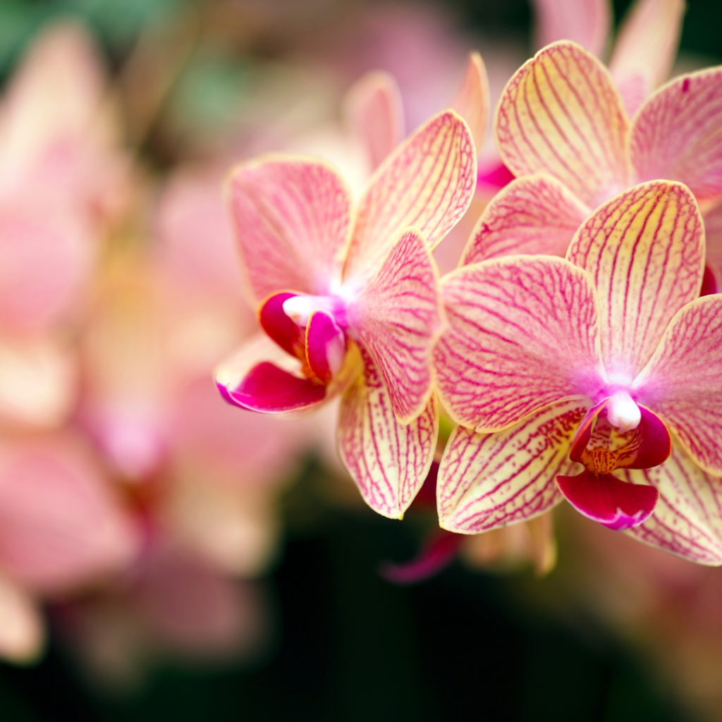 Piante di orchidea Phalaenopsis dai toni rosa salmone nel Vivaio Gardin Piante tra Padova e Venezia
