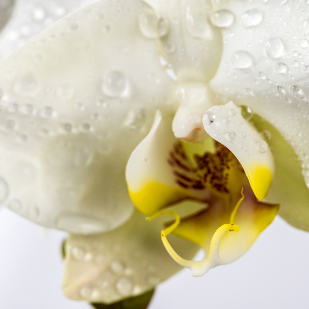 Piante di orchidea Phalaenopsis dai toni bianchi con bottone gialli e gocce di umidità nel Vivaio Gardin Piante tra Padova e Venezia