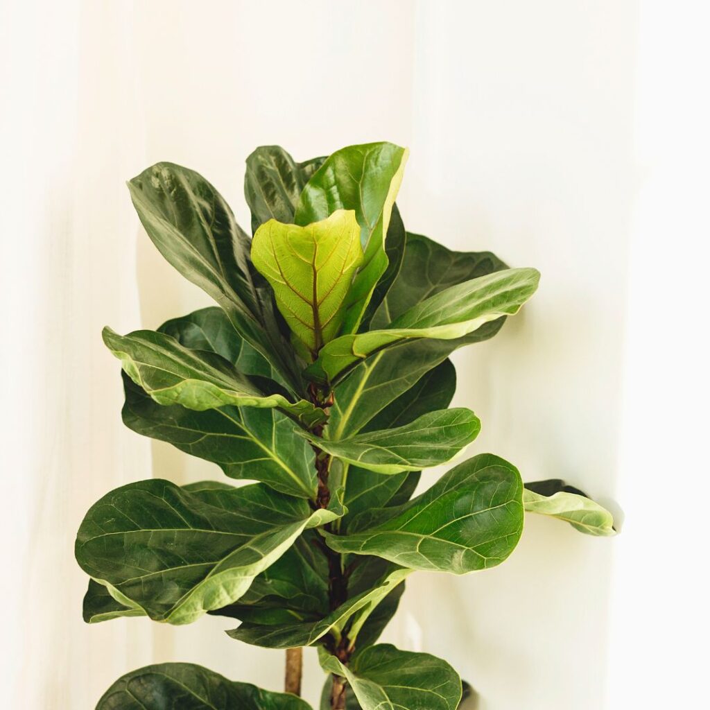 Ficus Lyrata come albero di Natale alternativo