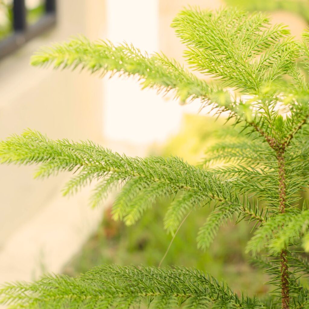 Araucaria come albero di Natale alternativo