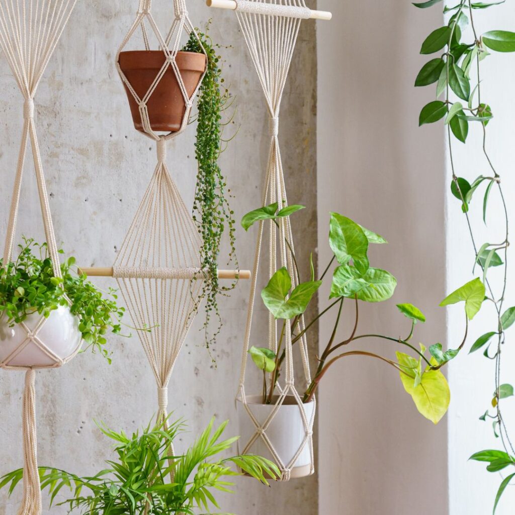 Rhipsalis e Hoya come albero di Natale alternativo