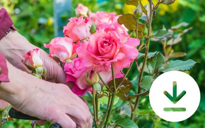 I LAVORI DA FARE IN GIARDINO E SUL TERRAZZO A MAGGIO