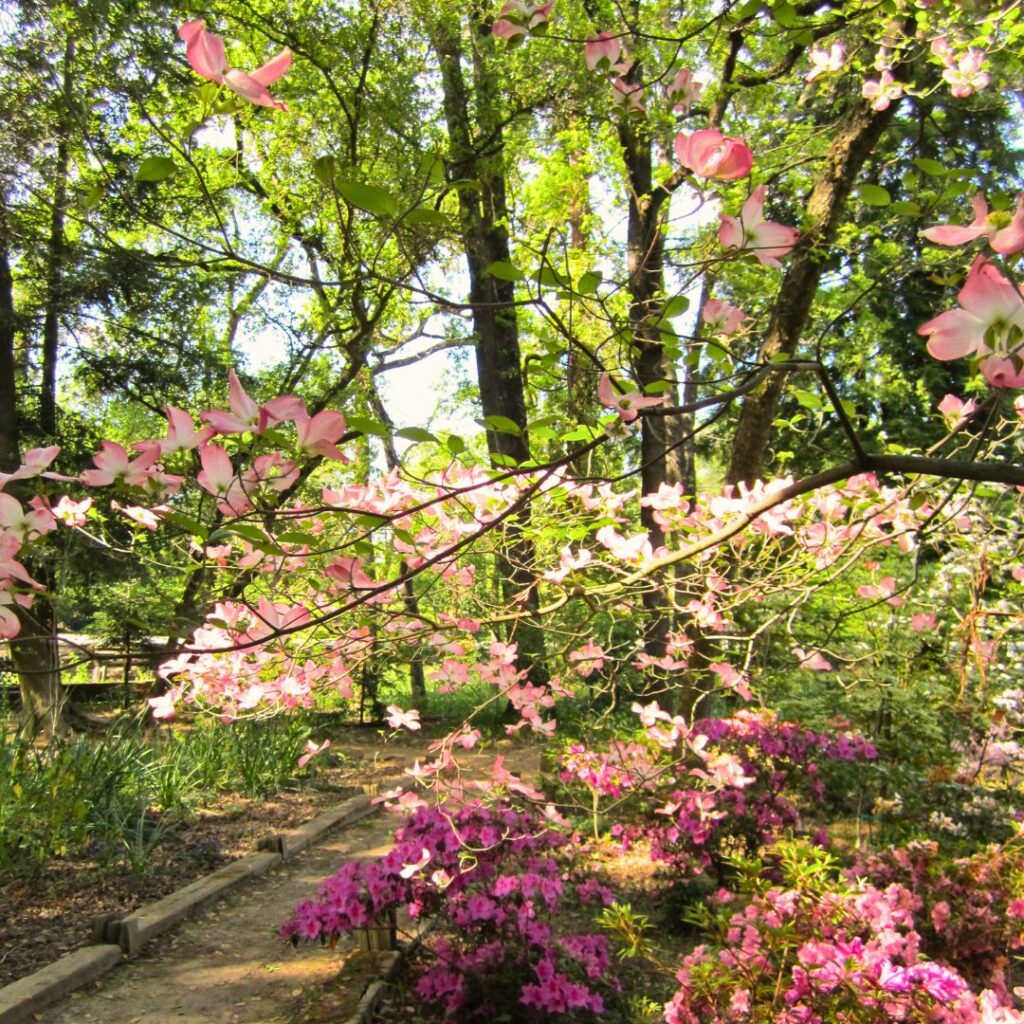 Cornus e arbusti dai fiori rosa in un giardino del Vivaio Gardin Piante tra Padova e Venezia
