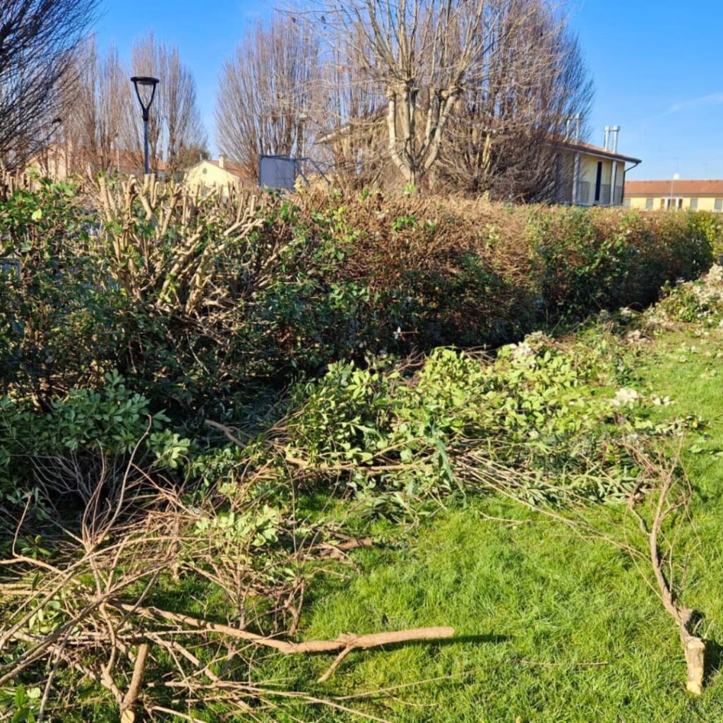 Ramaglie siepe potata professionalmente in un giardino tra Padova, Venezia, Treviso dalla ditta Gardin Piante