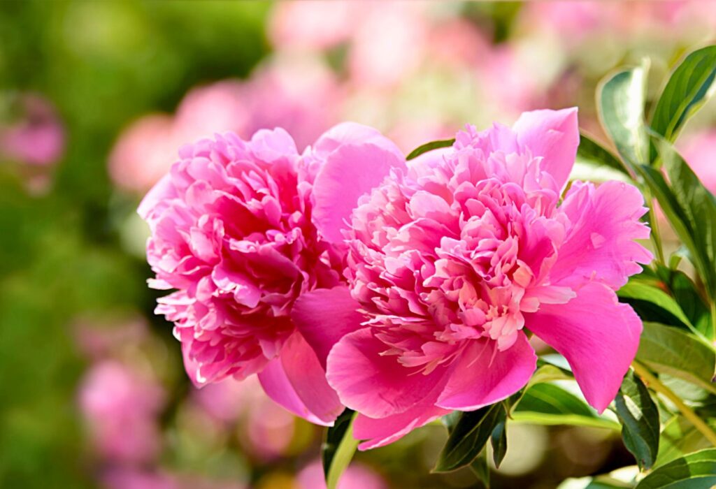 due fiori di peonia rosa intenso nel Vivaio e Garden Center Gardin Piante a S. Maria di Sala, Venezia, lungo la S.S. Padova Treviso.